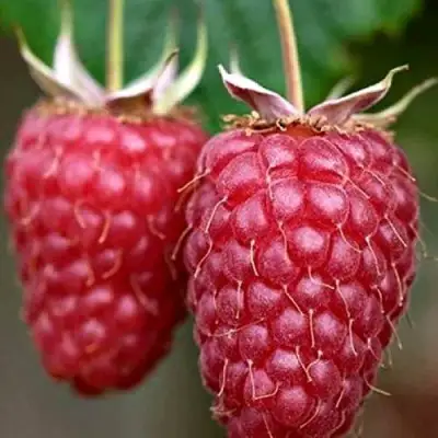 Малина РУБИНОВОЕ ОЖЕРЕЛЬЕ в Борисове