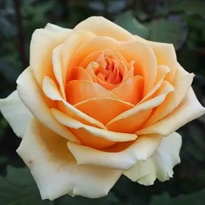 Роза ГЕЙША чайно-гибридная в Борисове