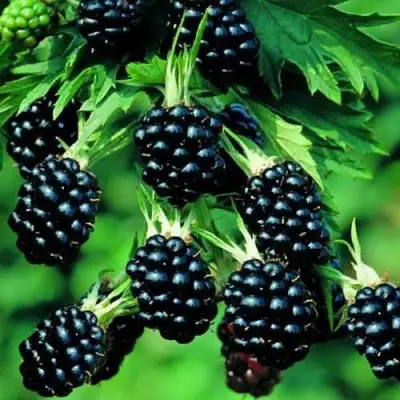 Ежевика КИТАНИНИ бесшипная  в Борисове