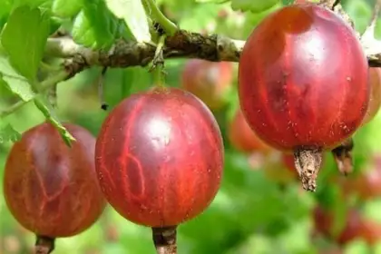 Сорта ягодных кустарников - Крыжовник