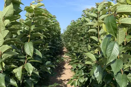 Наши саженцы, посадка и уход - Саженцы на продажу