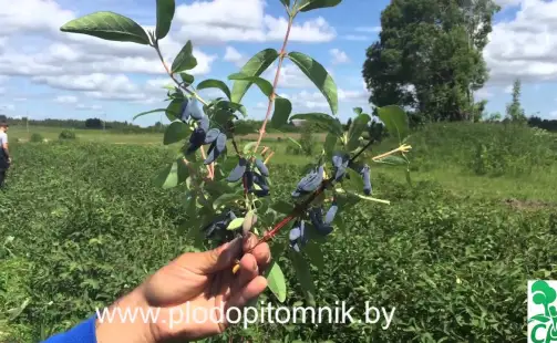 Превью видео