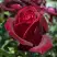 Роза ПАПА МЕЙЯН чайно-гибридная в Борисове