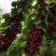 Черешня ХЕЛЕНА колоновидная в Борисове