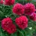 Пион БЕЛГРАВИЯ травянистый в Борисове