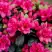 Азалия КАНЗОНЕТТА японская в Борисове