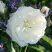 Роза АЛАБАСТЕР флорибунда в Борисове