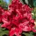 Рододендрон МАТАДОР в Борисове