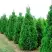 Туя СПИРАЛИС западная в Борисове