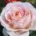 Роза АНДРЕ ЛЕ НОТР чайно-гибридная в Борисове