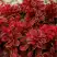 Барбарис РЕД ХОТ ЧИЛИ тунберга в Борисове