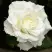 Роза МОНДИАЛЬ чайно-гибридная в Борисове
