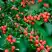 Кизильник горизонтальный в Борисове