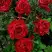 Роза РЕД ИНТУИШН чайно-гибридная в Борисове