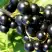 Смородина чёрная ДЕЛИКАТЕСНАЯ в Борисове