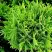 Туя ДАНИКА западная в Борисове