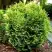 Туя ВОТЕРФИЛД западная в Борисове