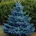 Ель МАДЖЕСТИК БЛЮ колючая в Борисове