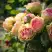 Роза ПИТАХАЙЯ чайно-гибридная в Борисове