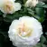 Роза ВАЙТ МЕЙДИЛАНД почвопокровная в Борисове