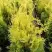 Туя ГОЛДЕН БРАБАНТ западная в Борисове