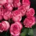 Роза КАРУСЕЛЬ чайно-гибридная в Борисове