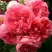 Роза РОЗАРИУМ ЮТЕРСОН плетистая в Борисове