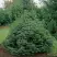 Ель НАНА сербская в Борисове