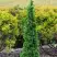 Туя СПИРАЛИС МИНИ западная в Борисове