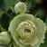 Роза ГРИН ДАЙМОНД миниатюрная в Борисове