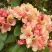 Рододендрон ФЛАУТАНДО в Борисове
