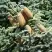 Пихта благородная в Борисове