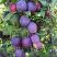 Слива БЛЮ СВИТ колонновидная в Борисове