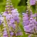 Физостегия РОЗЕЯ виргинская в Борисове