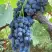 Виноград ВЕНУС в Борисове