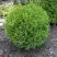 Туя ХОЗЕРИ западная в Борисове