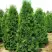 Туя ПИРАМИДАЛИС КОМПАКТА западная в Борисове