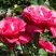 Роза ВИЕН РОУЗ чайно-гибридная в Борисове