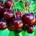 Черешня ВЕДА в Борисове