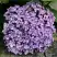 Гортензия АИША крупнолистная  в Борисове