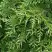 Туя СМАРАГД ВАРИЕГАТА западная в Борисове