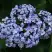 Гортензия АИША крупнолистная  в Борисове