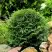 Туя ДАНИКА западная в Борисове