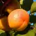 Абрикос СПАДЧЫНА в Борисове