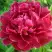 Пион КИТАЙСКИЙ ШЕЛК травянистый в Борисове
