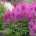 Астильба АМЕТИСТ Арендса в Борисове