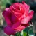 Роза ВИЕН РОУЗ чайно-гибридная в Борисове