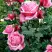 Роза ЭЙФЕЛЕВА БАШНЯ чайно-гибридная в Борисове