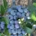 Голубика НОРТЛАНД в Борисове