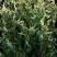 Туя ГОЛД ПЕРЛ западная в Борисове